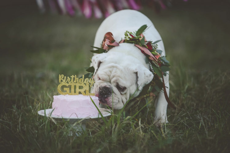 dog birthday celebration, English Buldog wearing floral wreath eating pink cake