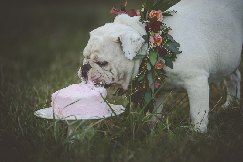 dogwhite English Buldog wearing floral wreath eating pink cake