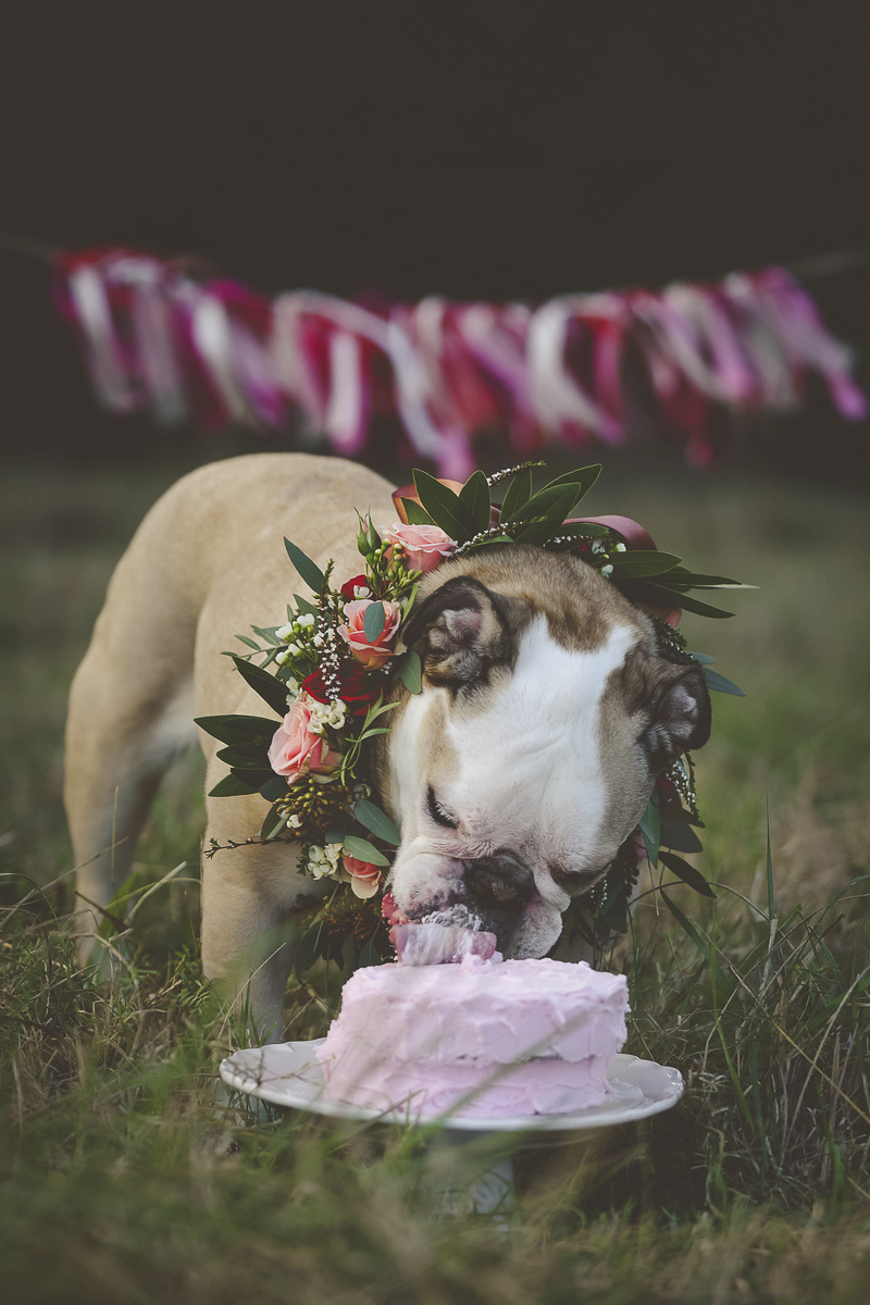 dog birthday celebration, English Buldog wearing floral collar eating pink cake | ©Portraits of Blessings | Houston, Texas