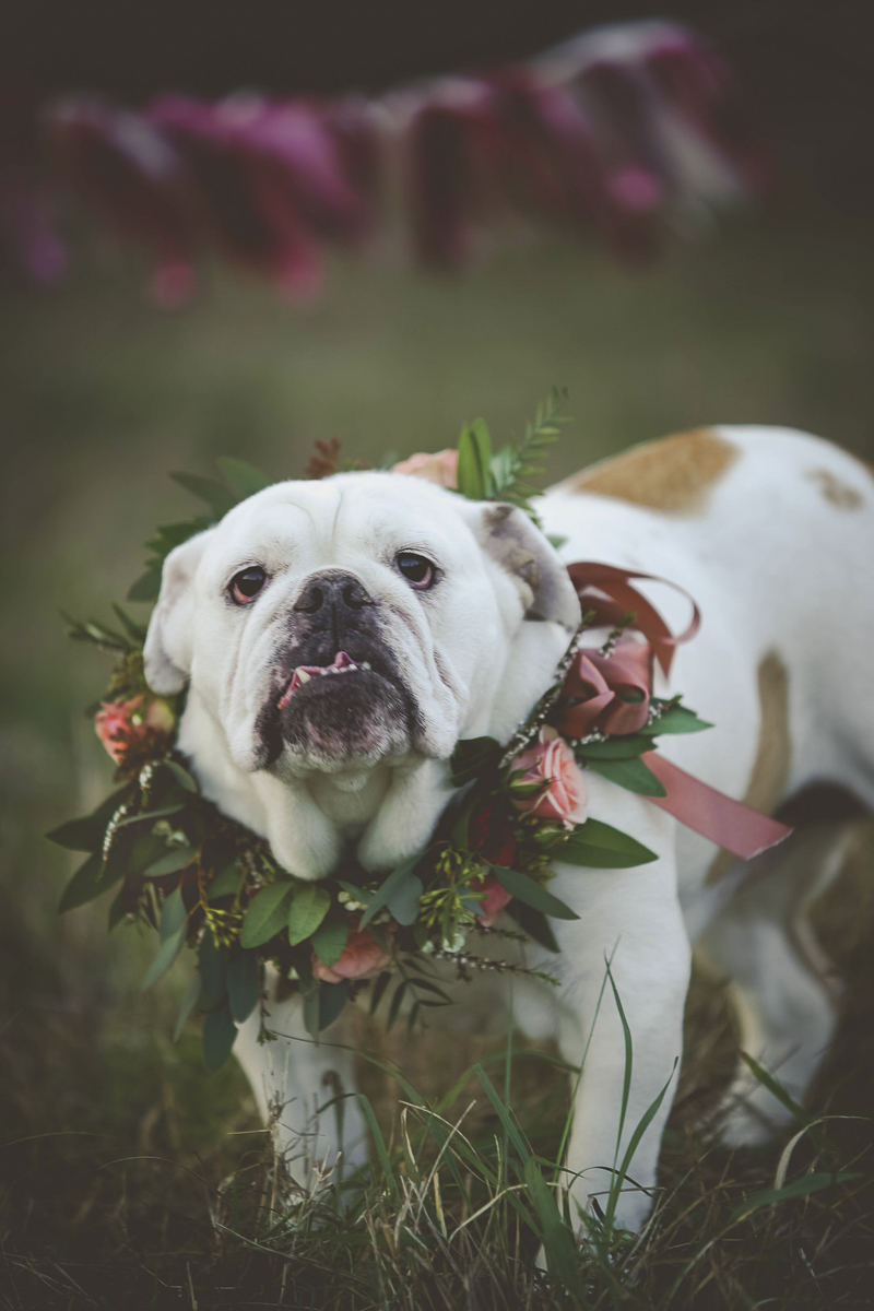 dog birthday celebration, English Buldog wearing floral wreath | ©Portraits of Blessings |