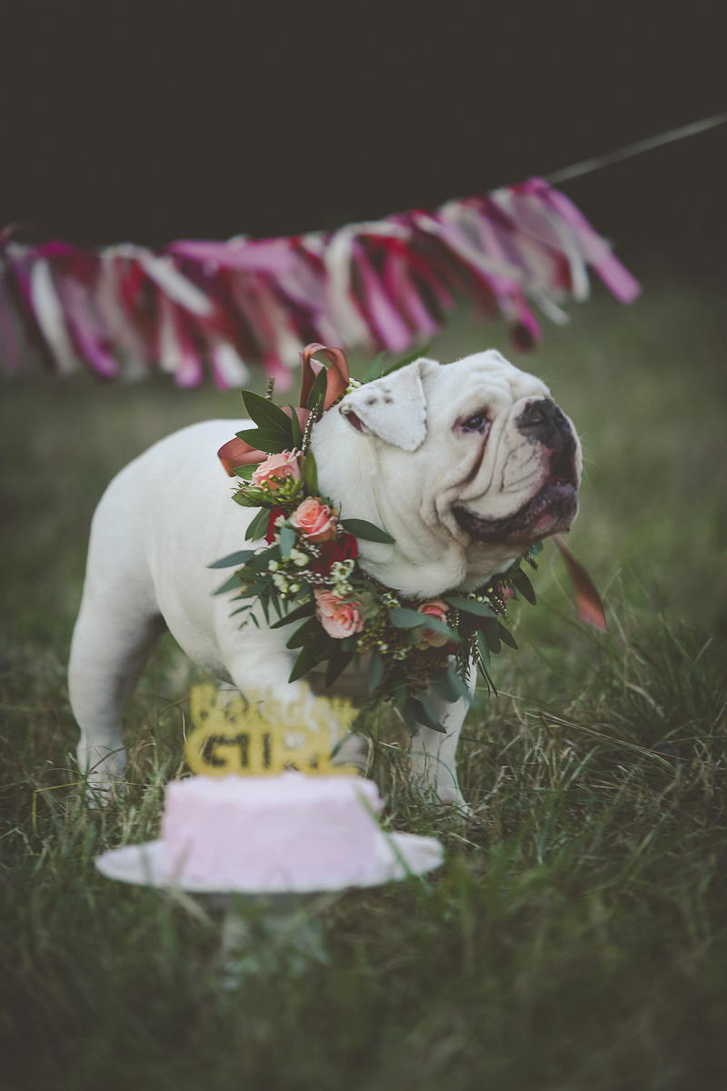 Dog Pawty, English Buldog wearing floral wreath and pink cake, on location dog portraits ©Portraits of Blessings 