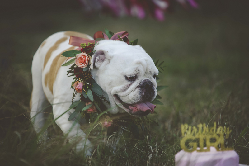 Dog Party, English Buldog wearing floral collar©Portraits of Blessings | lifestyle pet photography, Houston, Texas