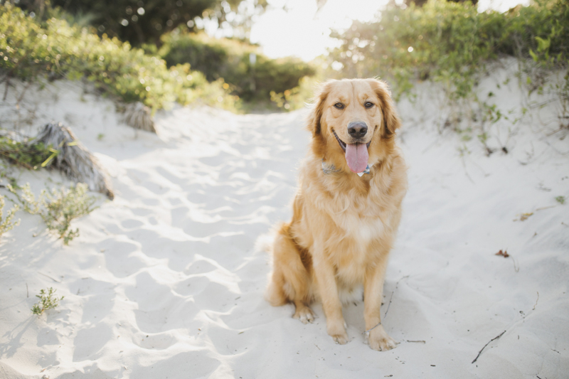 handsome Golden Retriever sitting in the sand, ©Rainey Gregg Photography