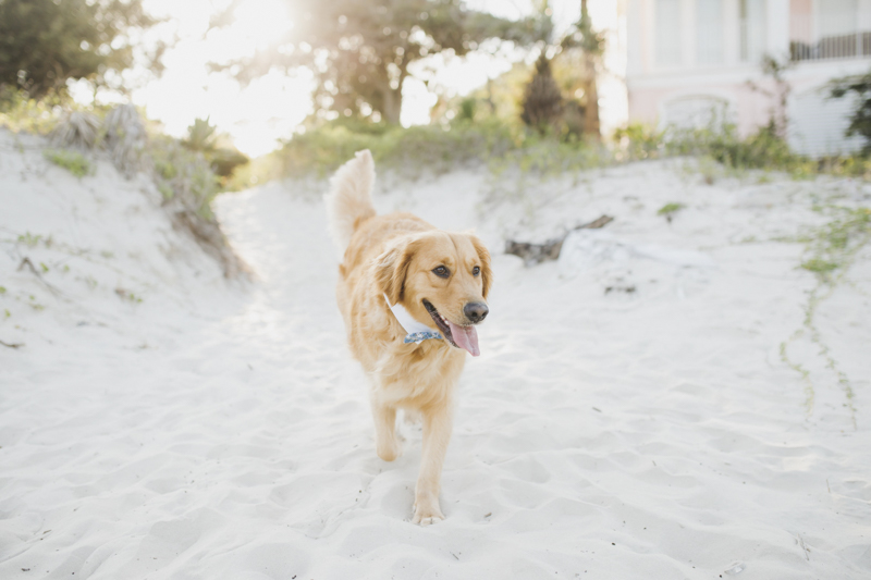 ©Rainey Gregg Photography | St. Simons Island, dog-friendly beach engagement session