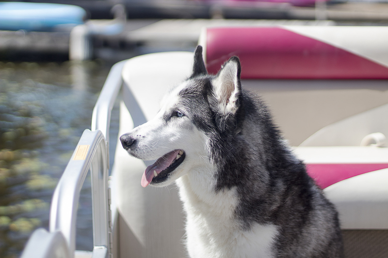 Husky enjoying a boat ride | ©Salute Life Photography, Fort Drum, NY