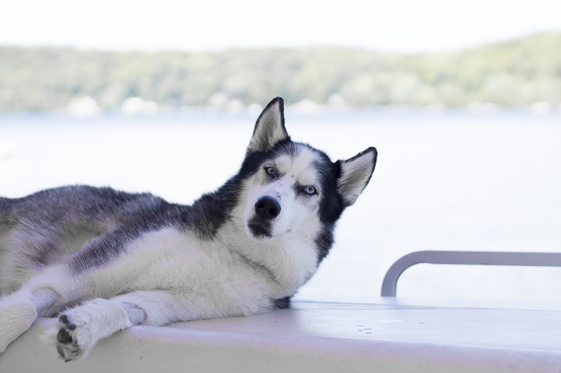 Husky lounging on side of boat