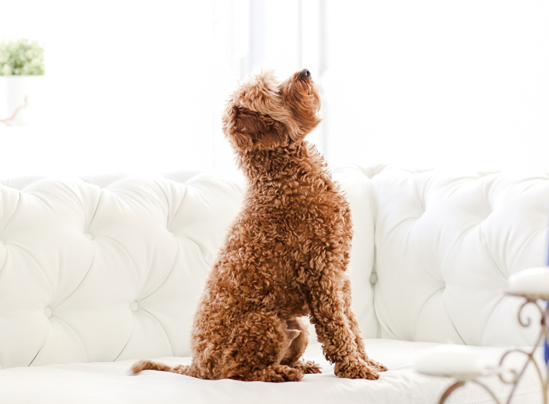 curly haired dog sitting on sofa waiting for treat or toy, ©Virge Simone Images | Miami dog portraits