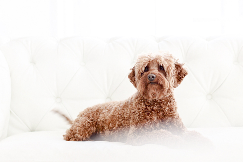 small dog lying on white sofa, professional pet photography ©Virge Simone Images