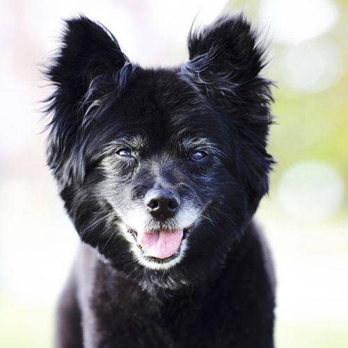 Happy Tails:  Midnight The Pomeranian Mix In Denver, CO
