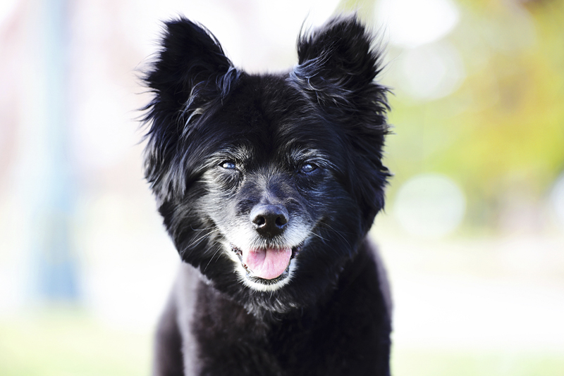 cute senior Pomeranian Mix, lifestyle dog photography, ©Wag Your Tail Photography | Denver pet photographer