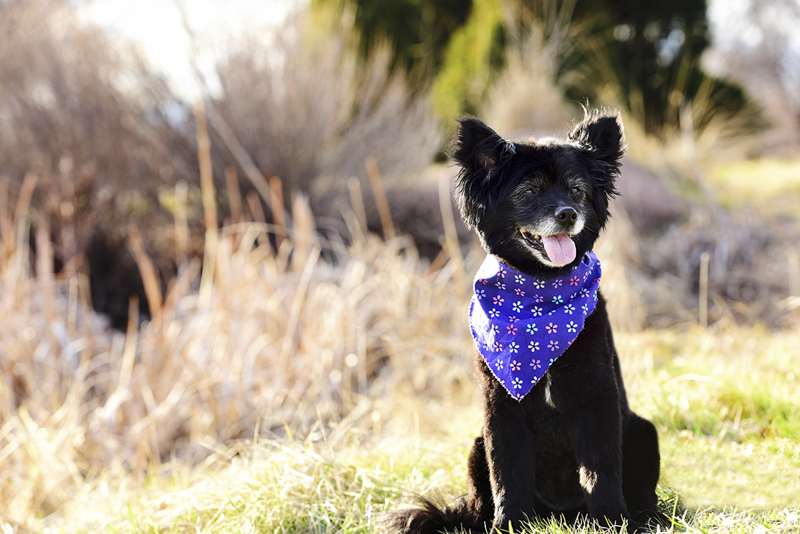 adorable senior dog sitting near tall grass, ©Wag Your Tail Photography | Denver pet photography