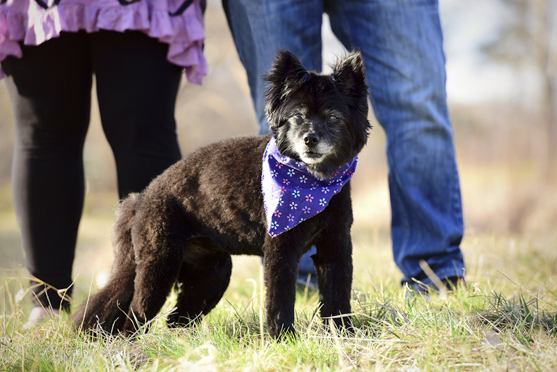 little mixed breed dog, senior dog photography ideas, ©Wag Your Tail Photography | Denver pet photography