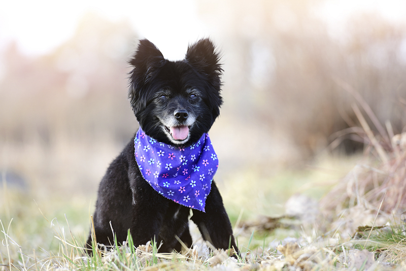 black senior dog wearing purple bandana ©Wag Your Tail Photography | Denver pet photography