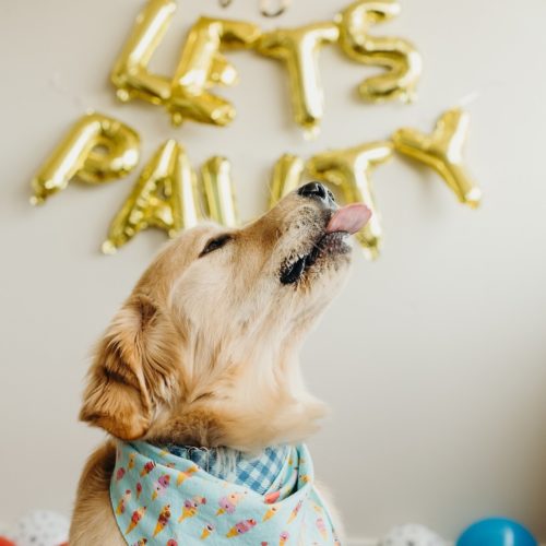 Cake Smash for Golden Retriever