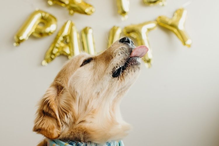 Cake Smash for Golden Retriever