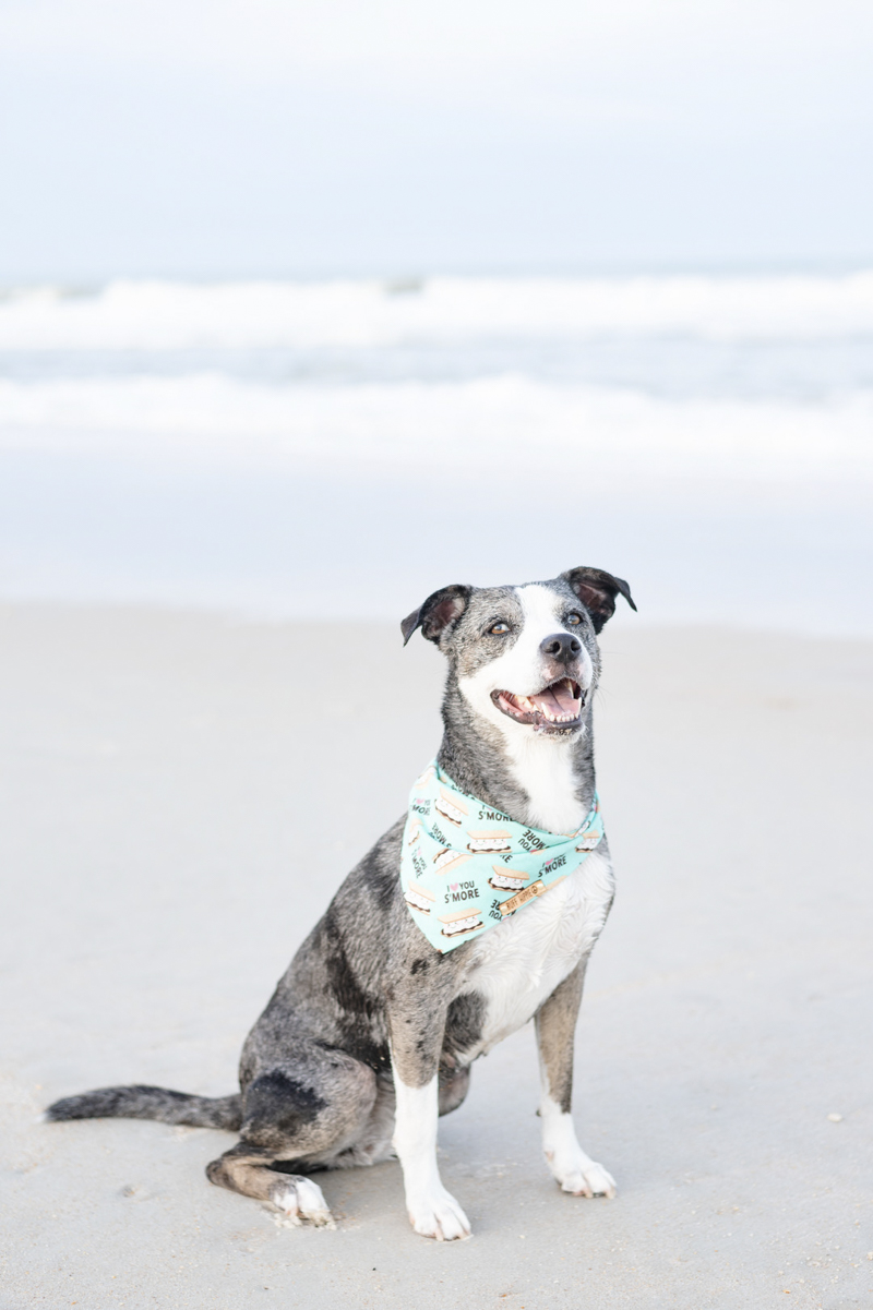 Catahoula mix wearing S'mores bandana at the beach, ©1416 Photography, 