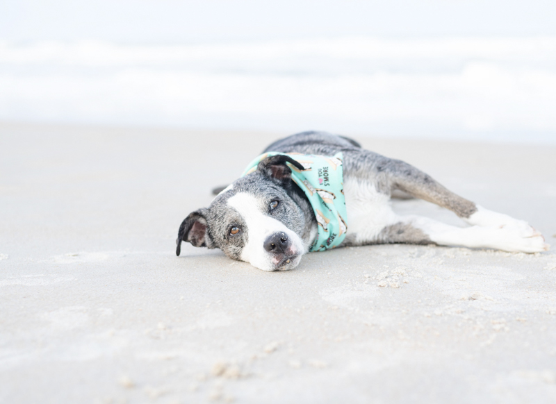 Catahoula mix lying on the beach, tired dog, ©1416 Photography, Marineland Beach Florida