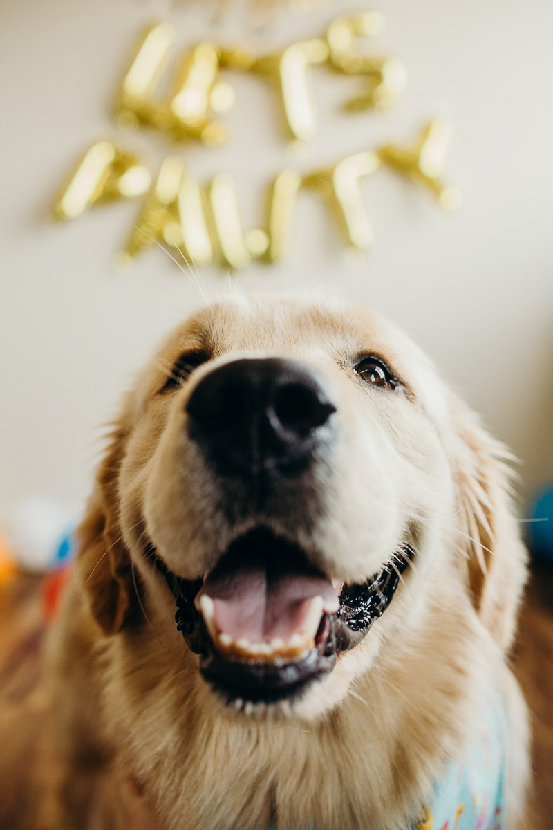 ©Alexa Nahas Photography | dog pawty, dog's first birthday celebration