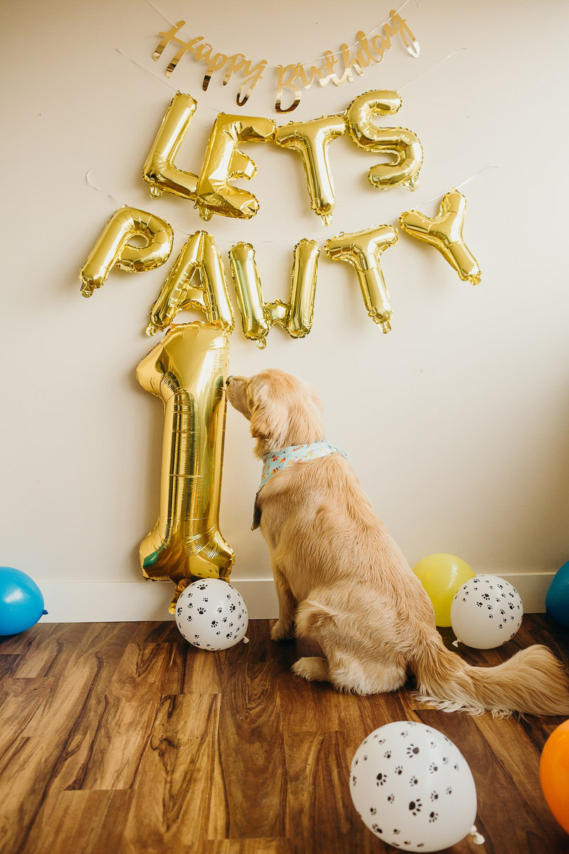 dog sniffing gold mylar balloon, ©Alexa Nahas Photography | dog cake smash