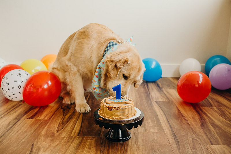 dog's first birthday cake, ©Alexa Nahas Photography