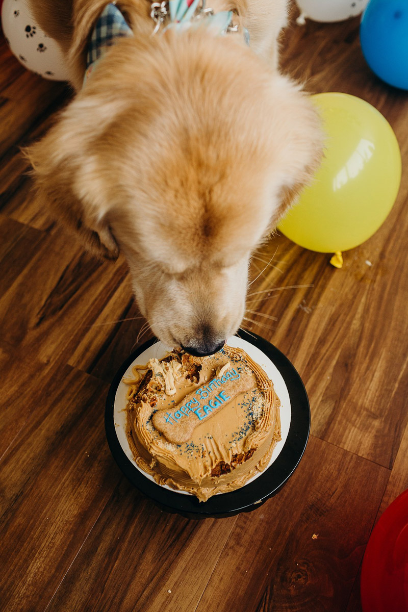 Pet Friendly Dog Bakery cake | ©Alexa Nahas Photography, dog eating birthday cake