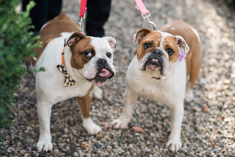 Two cute English Bulldogs, bow tie for dogs, flower collar accessory, ©Allie Siarto & Co. Photography,