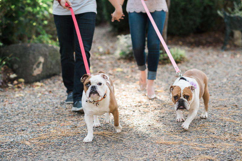 couple walking their English Bulldogs hand in hand, ©Allie Siarto & Co. Photography | engagement photos with dogs