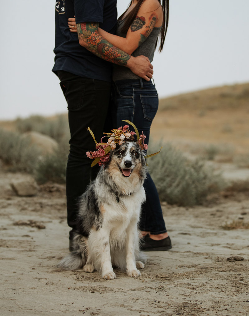 Australian Shepherd/Border Collie mix wearing floral crown sitting in front of embracing couple ©Jackie Hall Photography