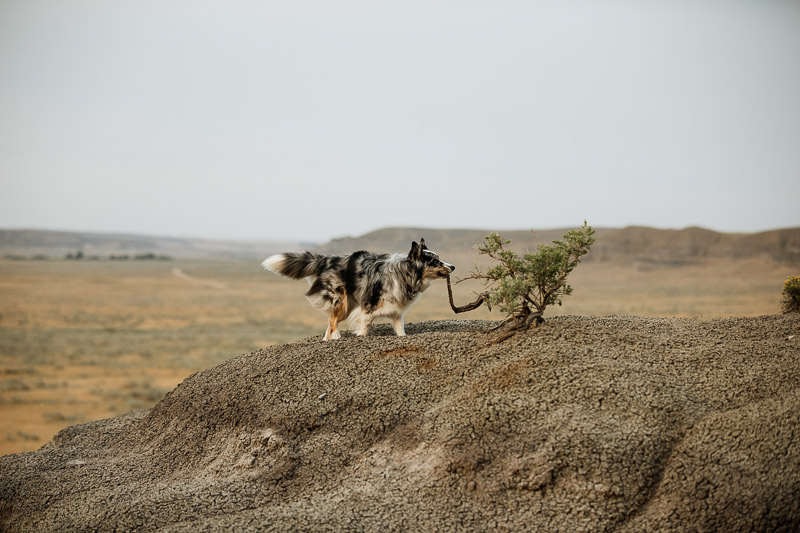 Aussie mix carrying stick | ©Jackie Hall Photography | dog-friendly engagement portraits, Big Muddy Valley, SK, Canada