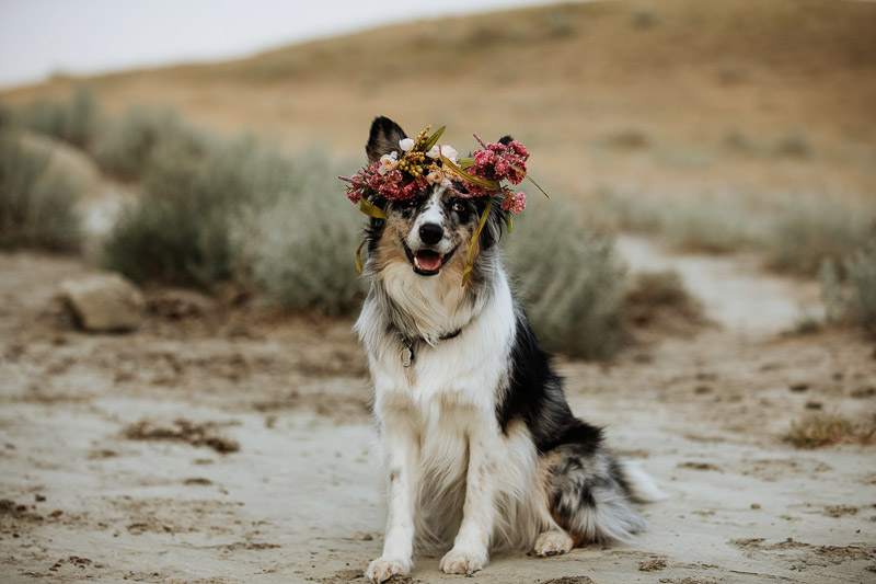 beautiful Australian Shepherd/Border Collie mix wearing floral crown in Big Muddy Valley, dog-friendly engagement photo ideas, ©Jackie Hall Photography |