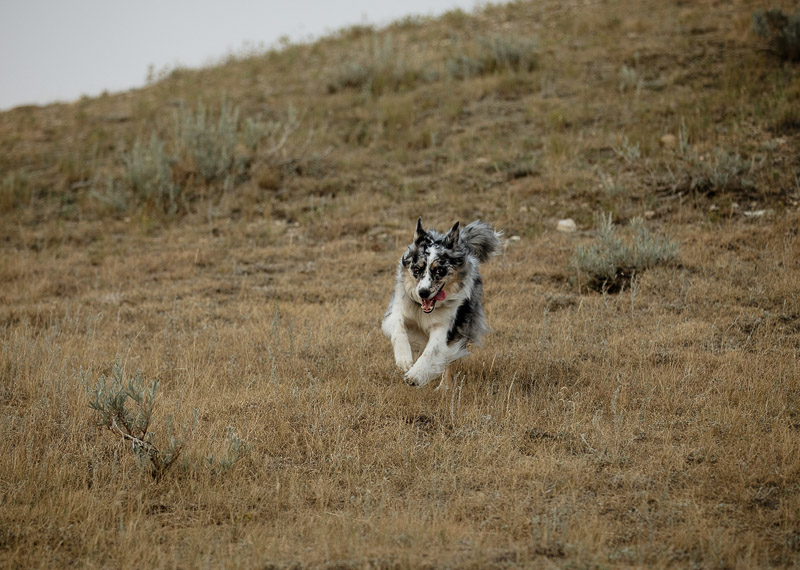 Australian Shepherd, Border Collie mix running down hill, ©Jackie Hall Photography | dog-friendly engagement portraits, Big Muddy Valley, SK, Canada