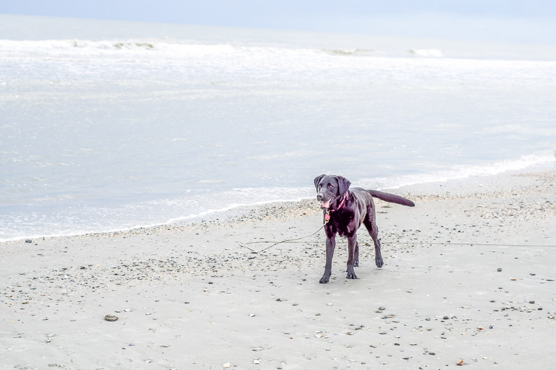 black Lab on the beach, dog-friendly beach, ©Karen Ann Photography | lifestyle dog photography