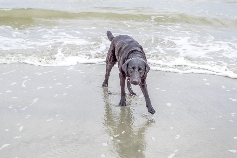 dog-friendly Folly Beach, Black Lab coming out of the water 