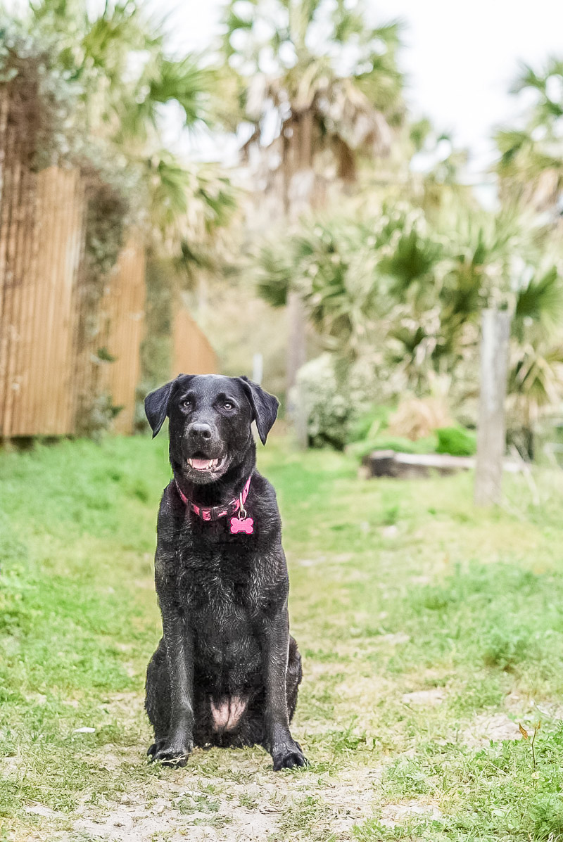 Pretty black Lab sitting on grass near Palm Trees, Folly Beach dog portraits, ©Karen Ann Photography