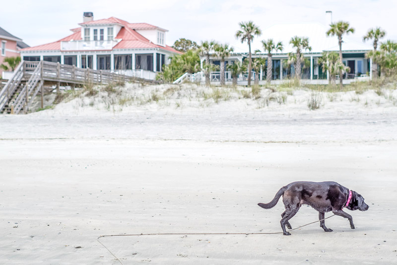 dog walking along sandy beach, lifestyle dog photography ©Karen Ann Photography | Folly Beach, SC