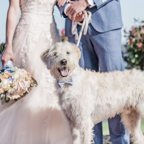 Best (Wedding) Dog:  Larry | Patriotic Styled Shoot