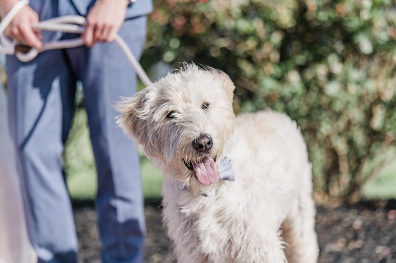 adorable Labradoodle in bow tie, ©Landrum Photography | including dogs in wedding photos