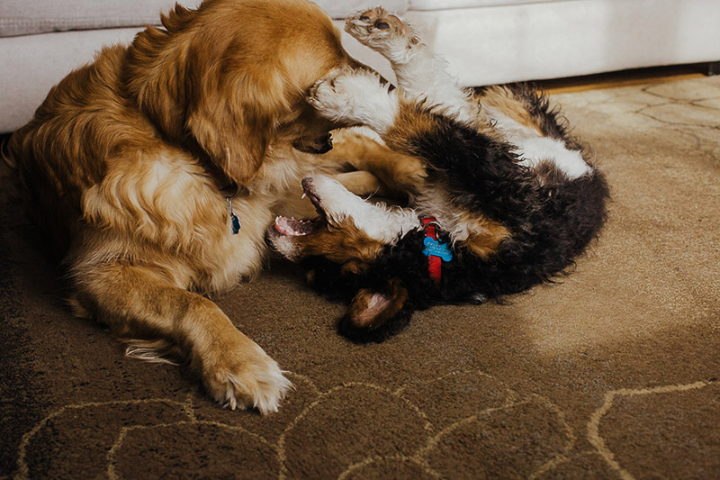 Golden Retriever playing with mixed breed puppy, ©Nicole Maddalone Photography | lifestyle dog portraits, Saratoga Springs, NY