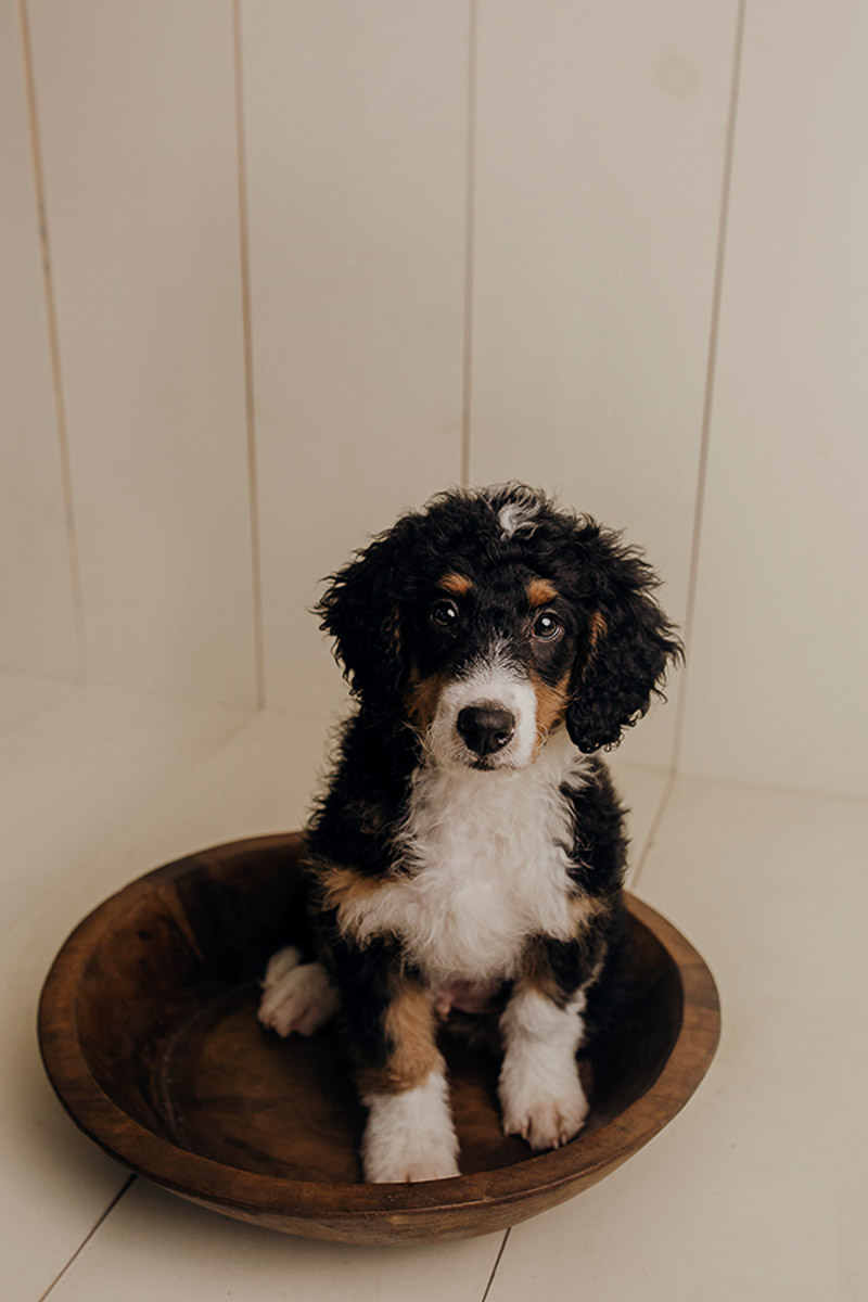 cute Bernedoodle puppy in bowl, newborn styled puppy portraits, ©Nicole Maddalone Photography | lifestyle dog photography