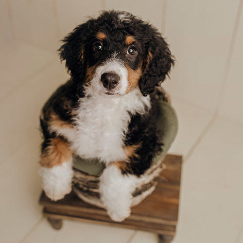 Puppy Love: Marley the Bernese Mountain Dog Mix