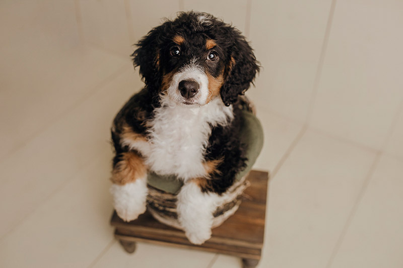 Puppy Love: Marley the Bernese Mountain Dog Mix