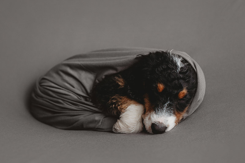 sleeping Bernedoodle puppy, ©Nicole Maddalone Photography | newborn styled puppy portraits, Bernese Mountain Dog mix