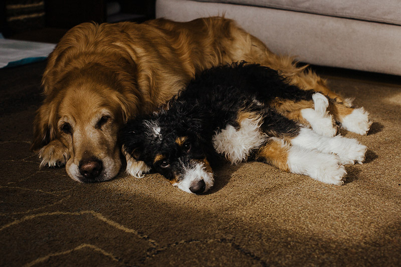 senior dog and puppy snuggling together, ©Nicole Maddalone Photography | lifestyle dog photography