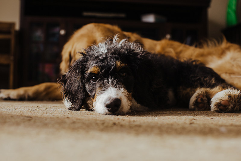 Bernedoodle puppy and Golden Retriever, ©Nicole Maddalone Photography | lifestyle dog photography