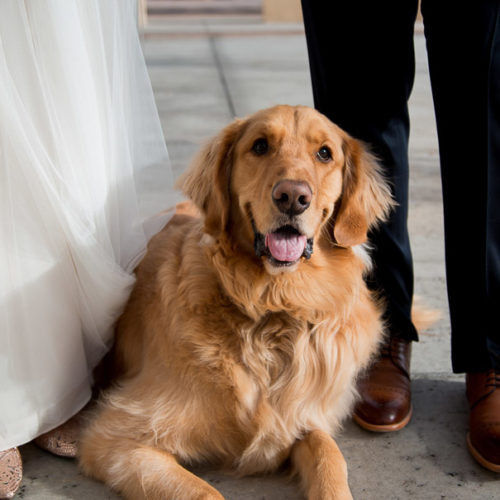 Best (Wedding) Dog:  Ollie the Golden Retriever