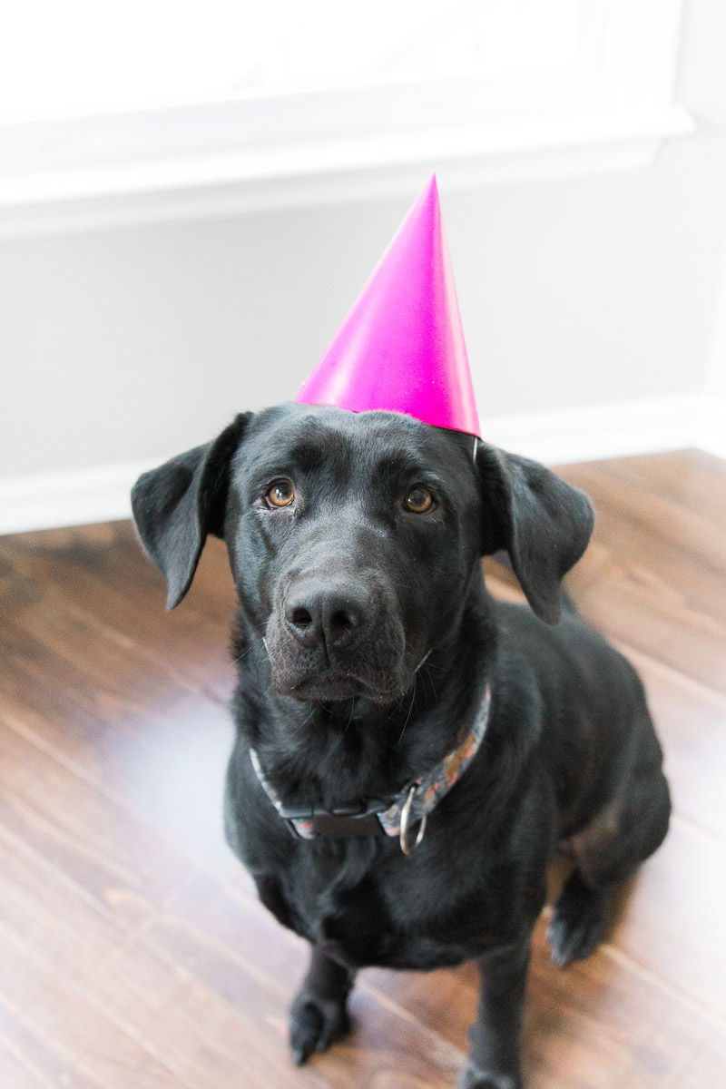 cute black lab wearing pink party hat, ©Kasie Tanner Photography | Lifestyle dog photography, Eatonton, GA