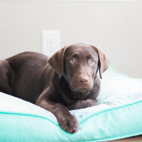 Happy Tails:  Maggie and Violet the Labrador Retrievers