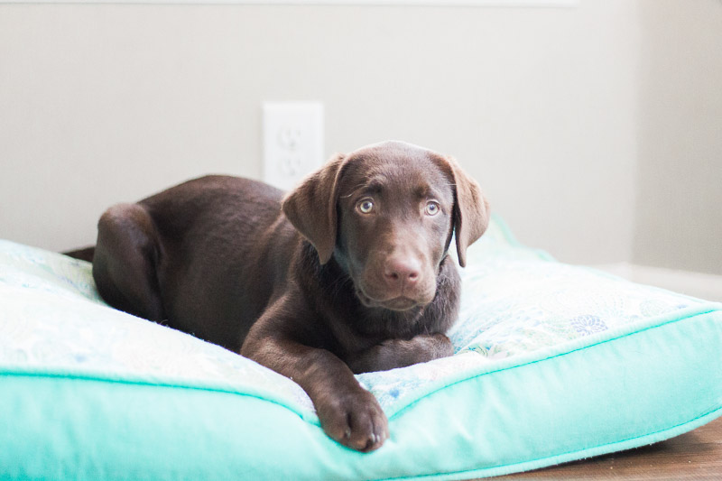 chocolate lab puppy lying on bed, ©Kasie Tanner Photography | Lifestyle dog photography, Eatonton, GA