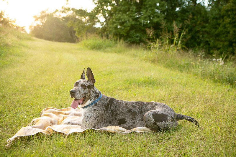 handsome merle Great Dane lying on blanket in the grass, dog photoshoot ideas