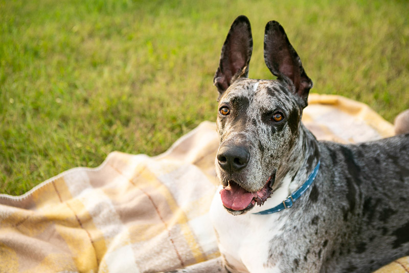 handsome merle Great Dane, Nashville dog photographer ©Mandy Whitley Pet Photography